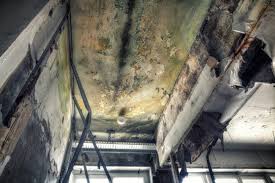 Why You Should Choose Our Mold Remediation Services in North Shore, CA